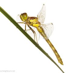 MYN Common Darter 5 